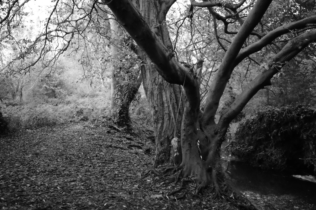 Sony RX1R III tree in monochrome sample image