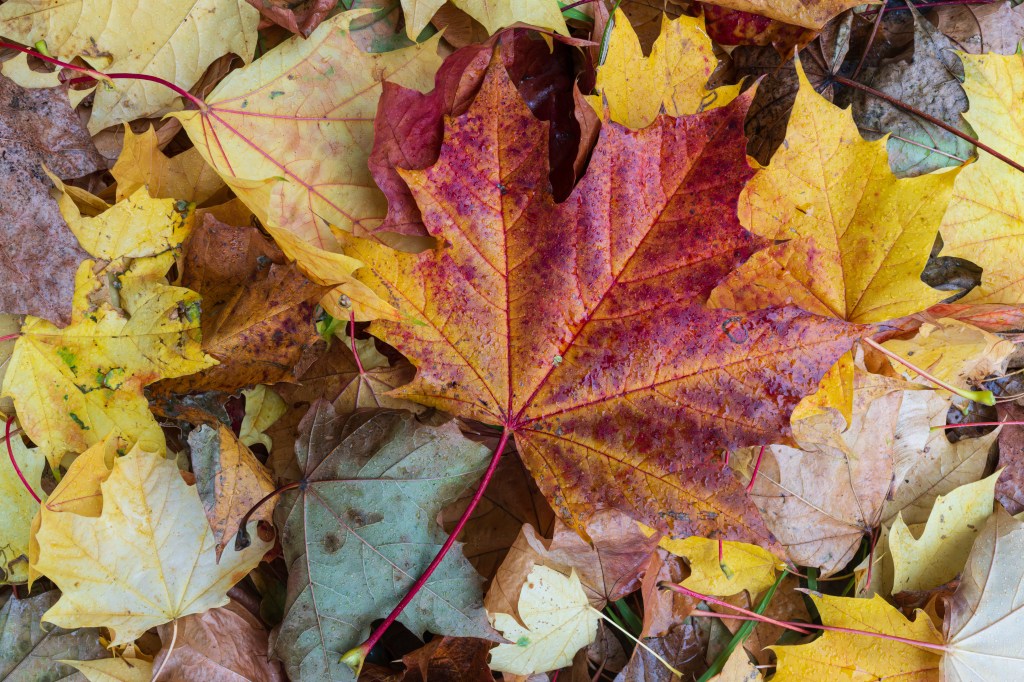 Sony RX1R III: processed raw file