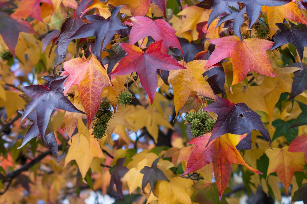 Sony RX1R III autumn leaves 70mm crop sample image. 