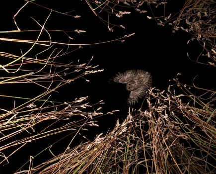 night image looking up at a flying owl looking down