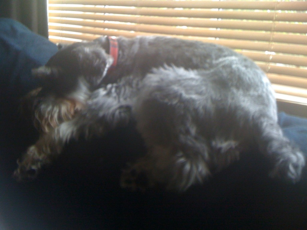 A noisy JPEG of my dog, shot on an iPhone in 2009. Without the iPhone, there would be no photo. 