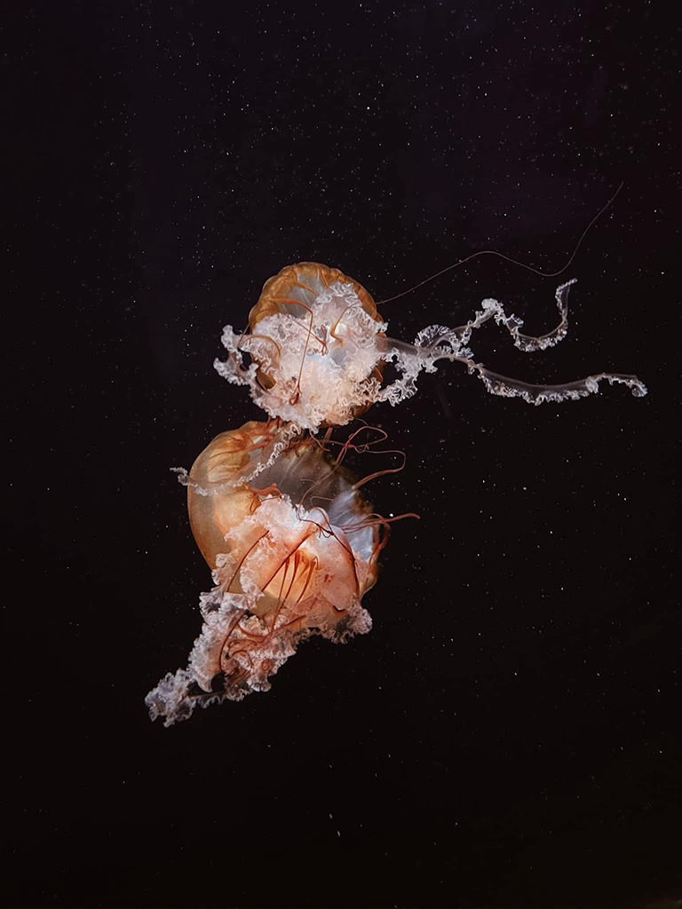 jellyfish against black background