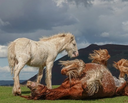 photograph of two horses one rolling on the floor