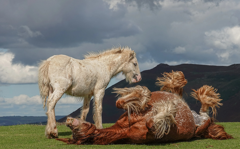 photograph of two horses one rolling on the floor