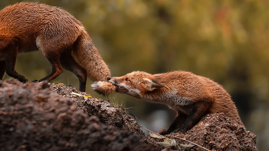 fox biting tail of another fox