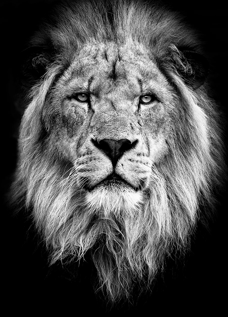 close up portrait of a male lion