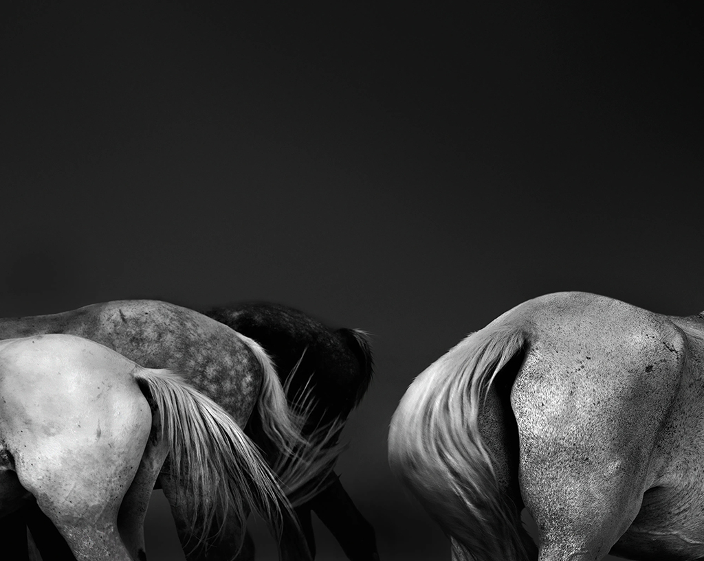 photograph of a group of horses backsides
