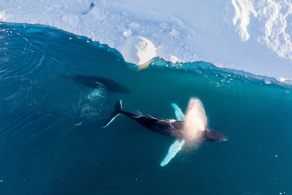 humpback whale from above