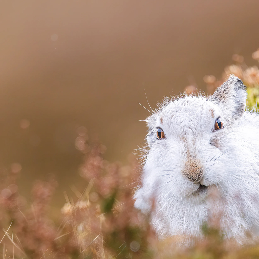 portrait of a white rabbit