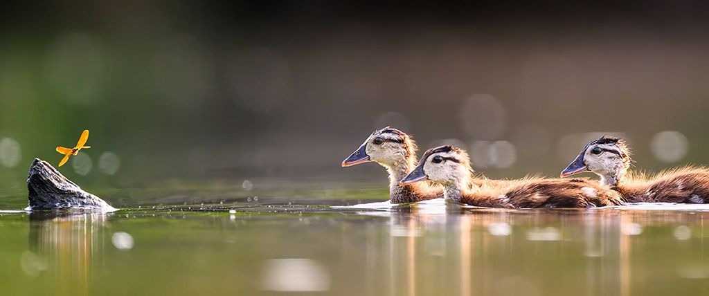 ducklings looking at a golden dragonfly