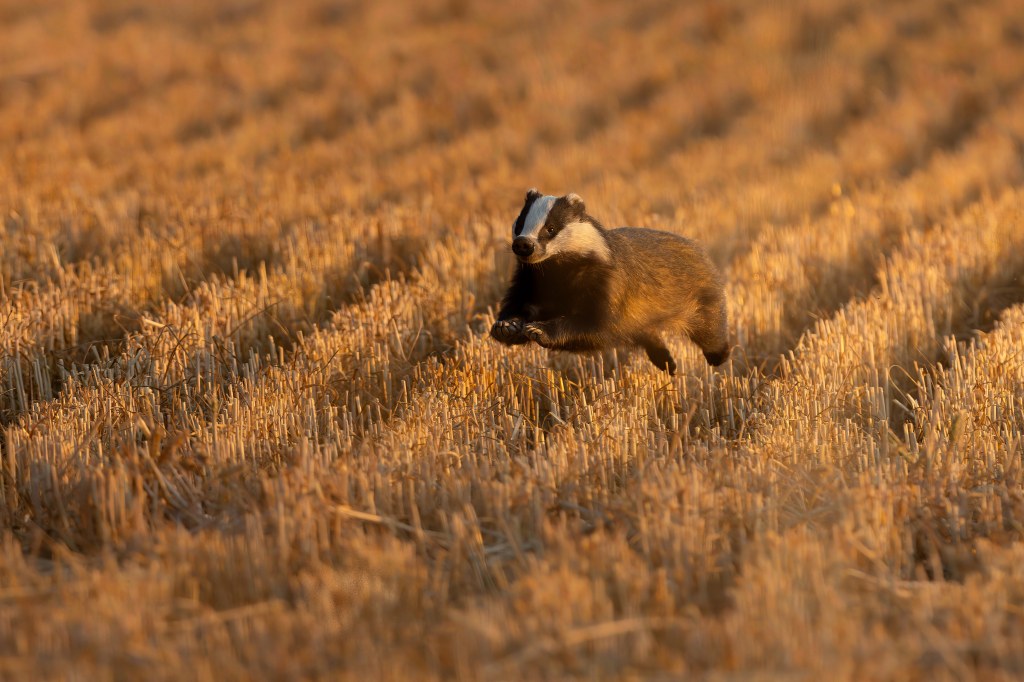 RSPCA Young Photographer Awards 2025