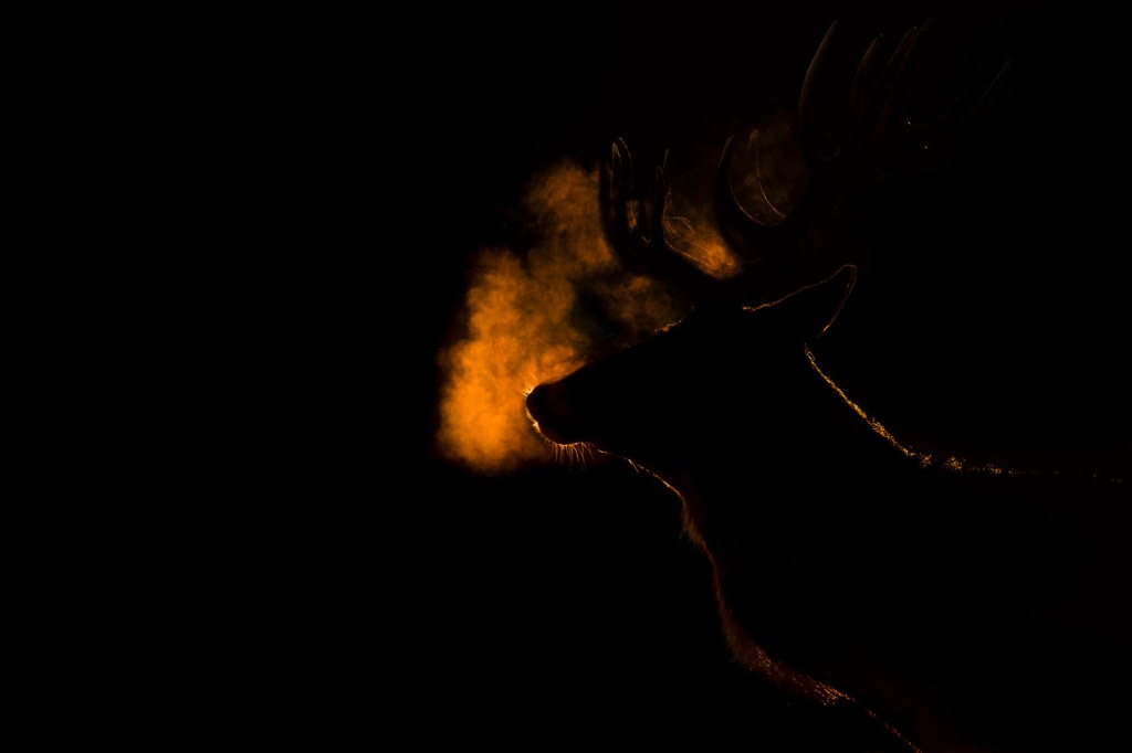 RSPCA Young Photographer Awards 2025 winner