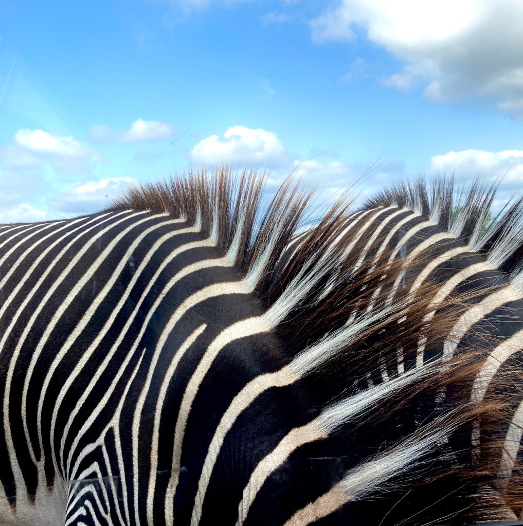 RSPCA Young Photographer Awards 2025