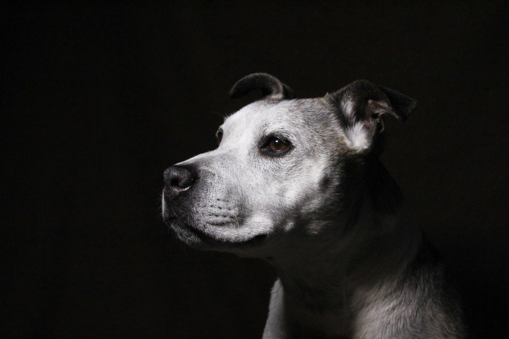 RSPCA Young Photographer Awards 2025