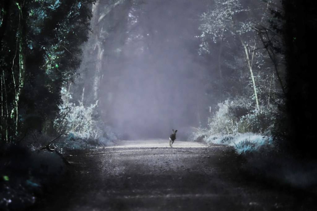 RSPCA Young Photographer Awards 2025