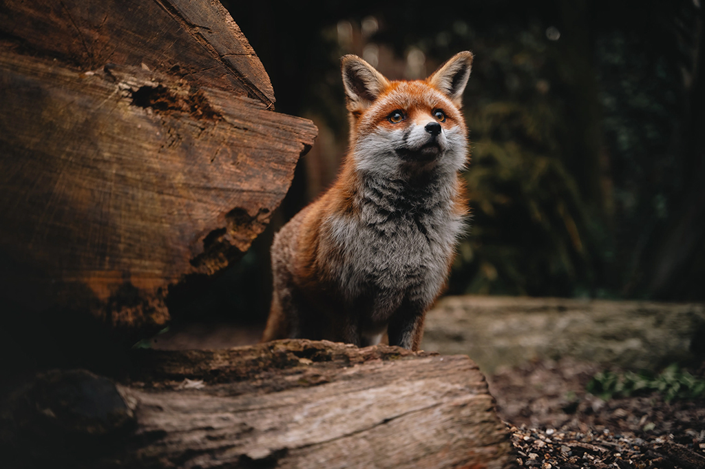 portrait of a fox