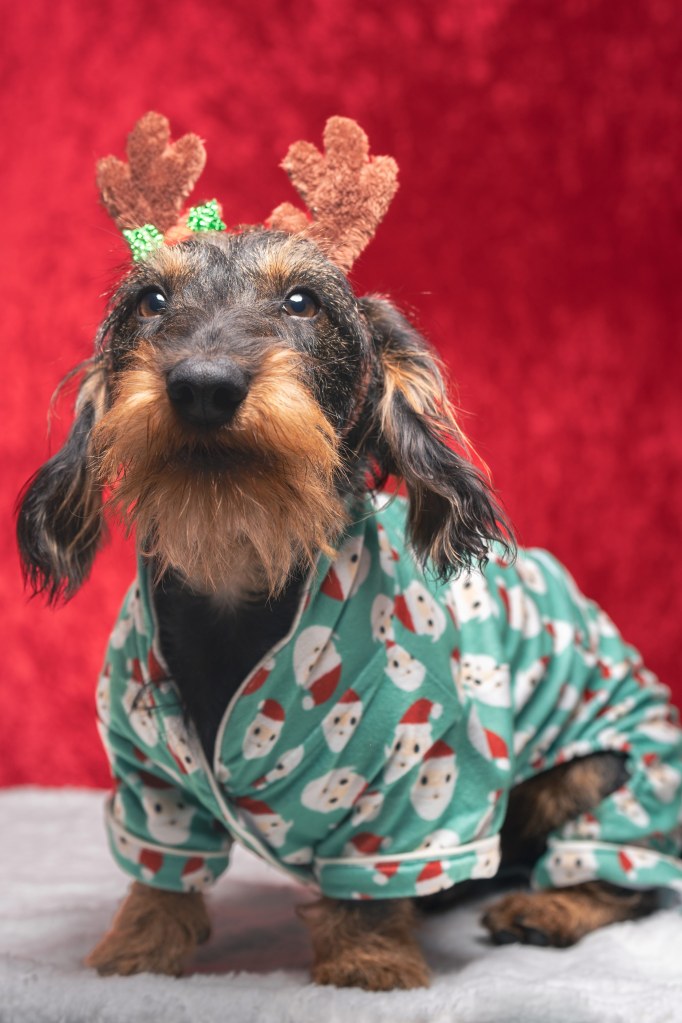 Studio session 2025_Little dog with Christmas outfit. Credit: Ian Knight