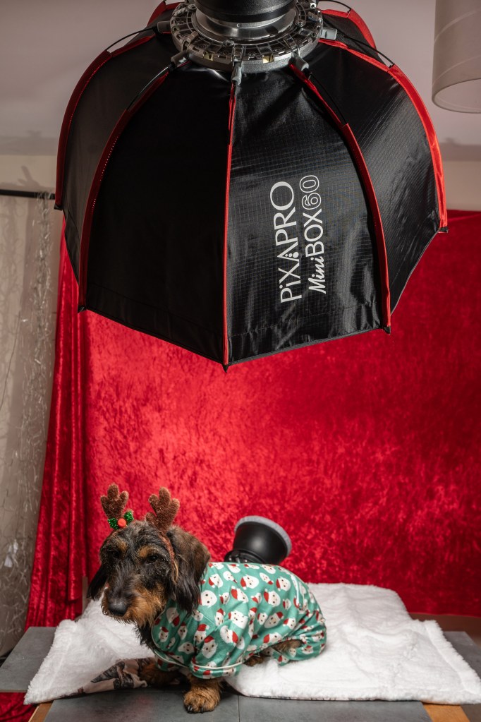 Little dog set-up with Pixapro lights. Credit: Ian Knight