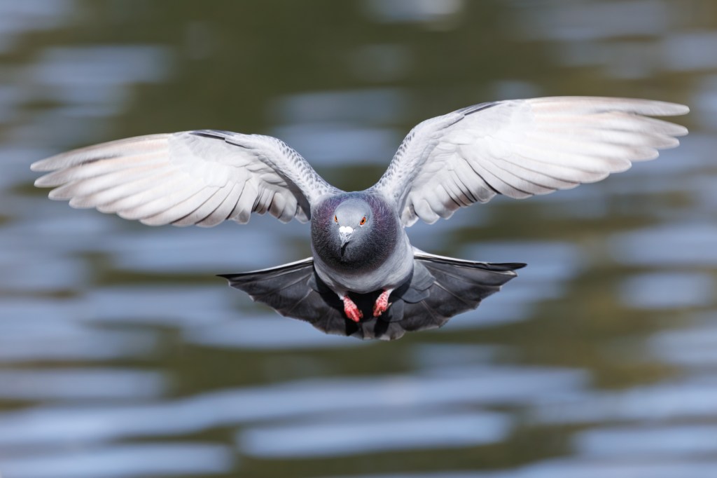 Canon EOS R6 Mark III flying pigeon sample image. 