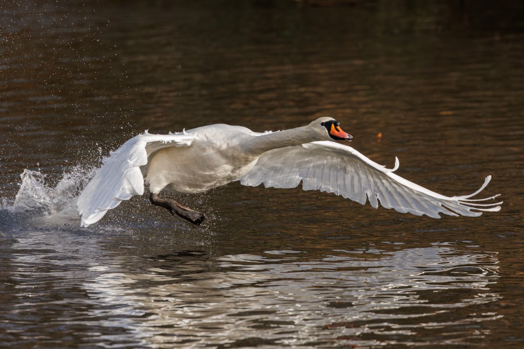 Canon EOS R6 Mark II swan take-off.