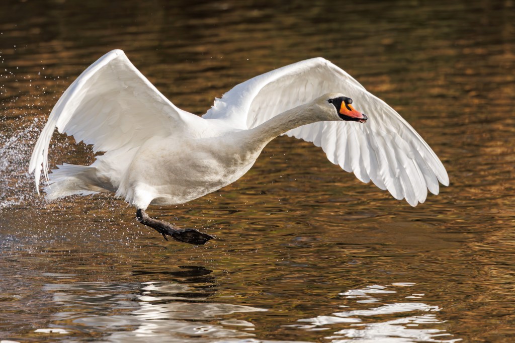 Canon EOS R6 Mark II swan take-off. 