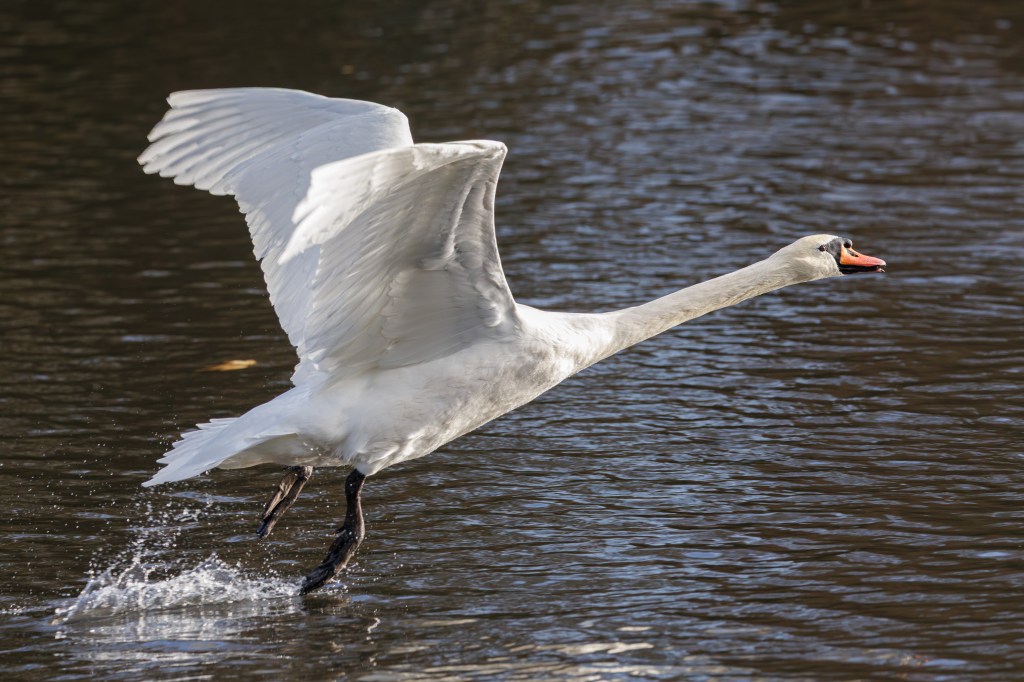 Canon EOS R6 Mark II swan take-off. 