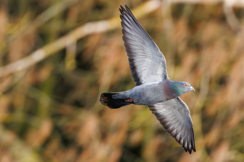 Pigeon in flight, 10.8MP crop. 