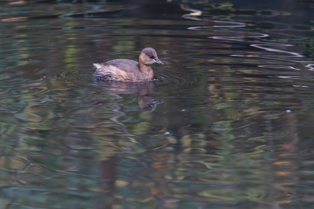 Canon EOS R6 Mark III Little Grebe sample image.