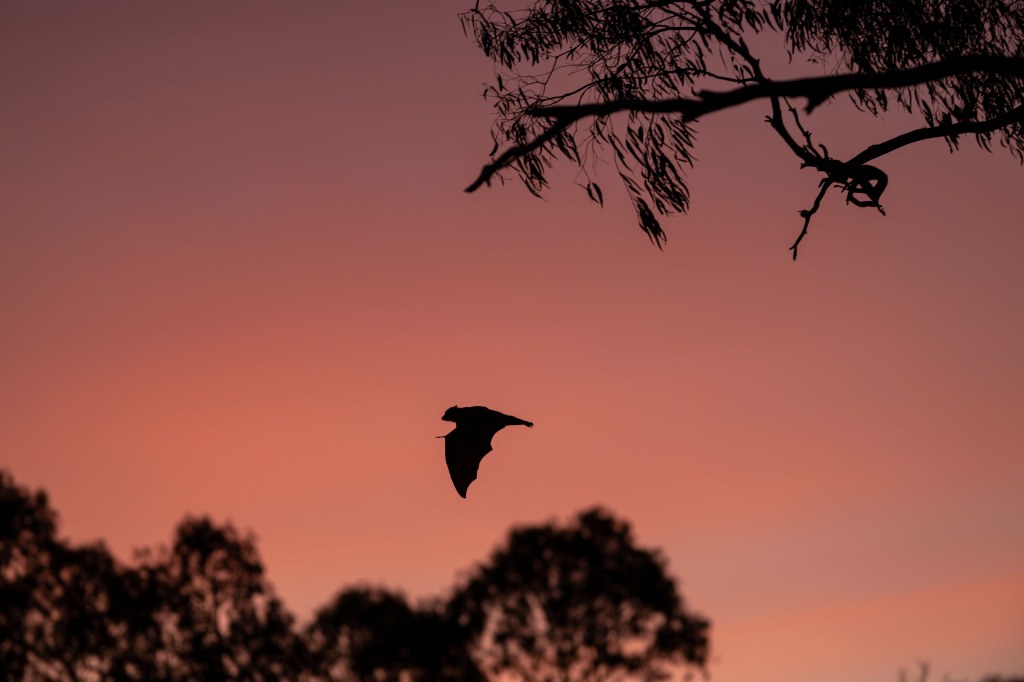 RSPCA Young Photographer Awards 2025