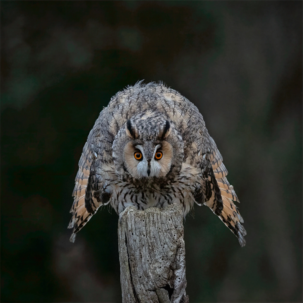 long eared owl