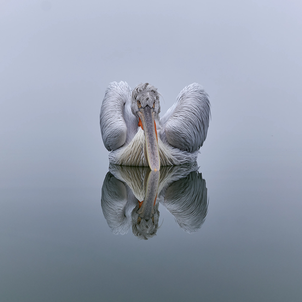 pelican on water with reflection in still water