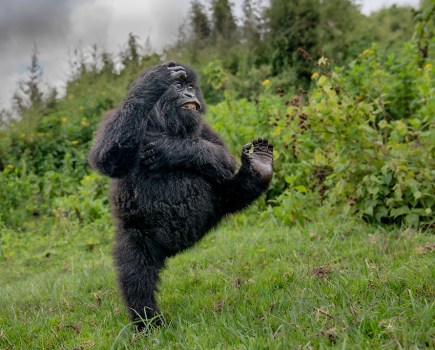 young gorilla doing a funny walk