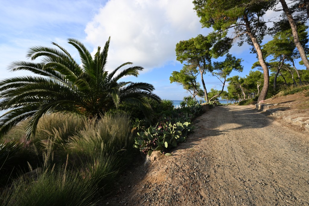 Nikon ZR sample image, dirt road and palm trees