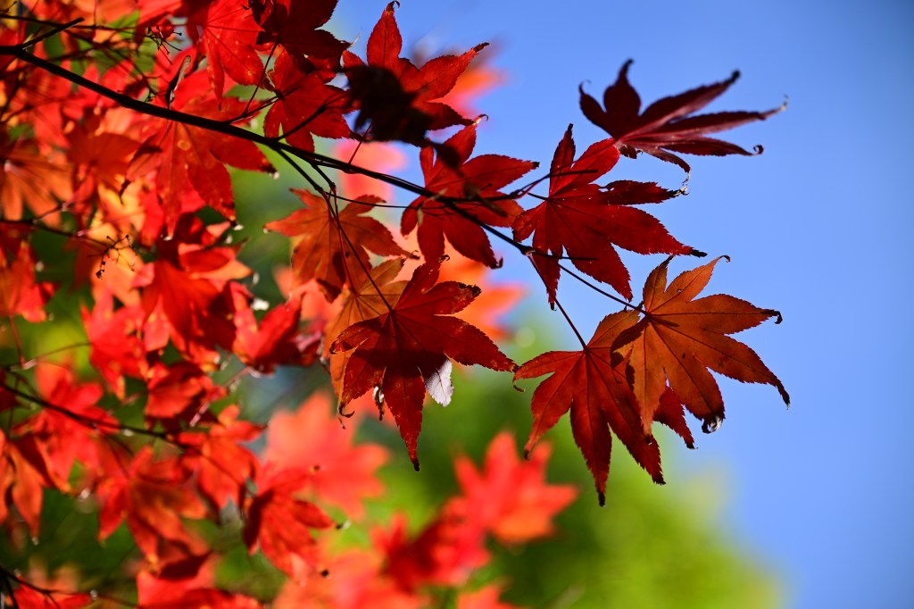 Nikon ZR sample image, red maple leaves against a blue sky