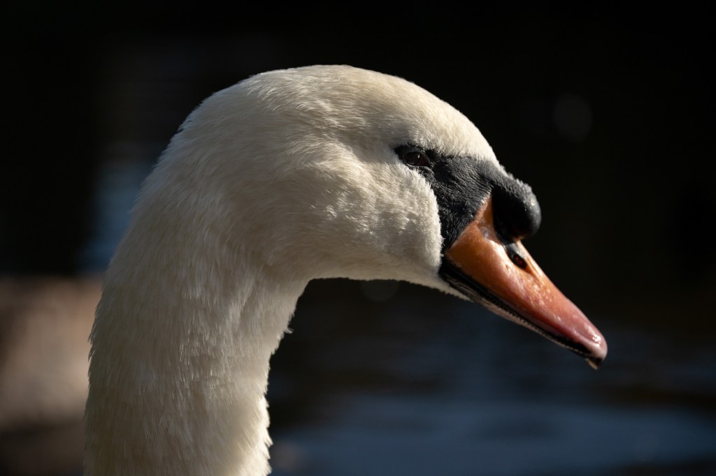 Nikon ZR sample image, swan head