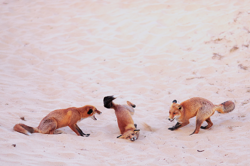 three foxes playing in the sand