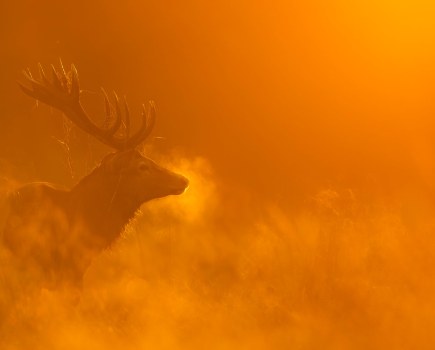 RSPCA Young Photographer Awards 2025