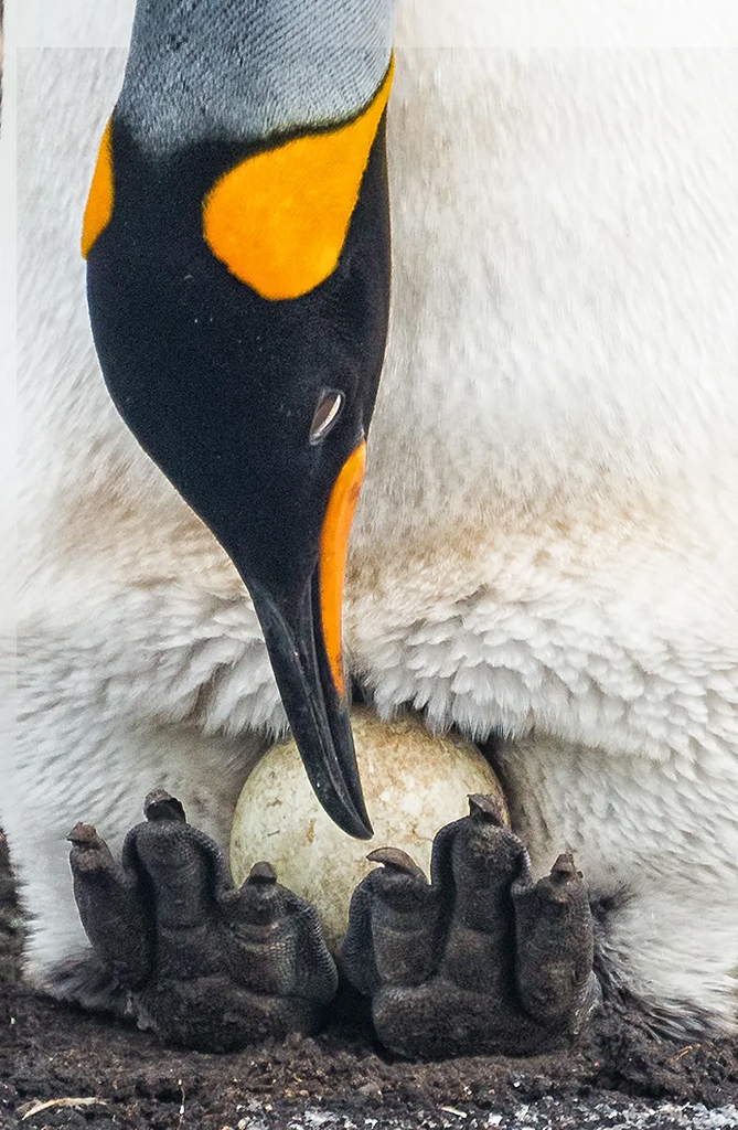 king penguin looking after egg
