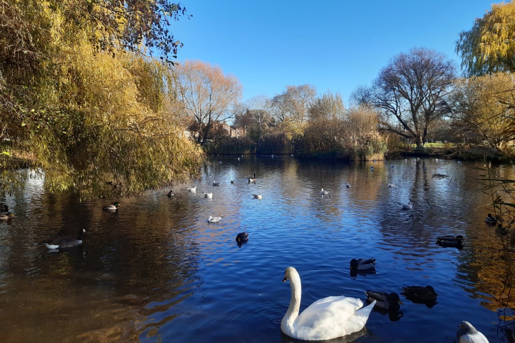 Samsung A40, sample pond with birds