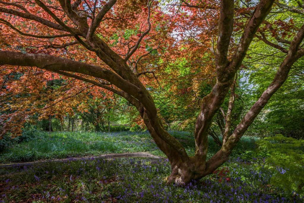 Sigma 24mm f/2 on Sigma BF spring landscape sample image