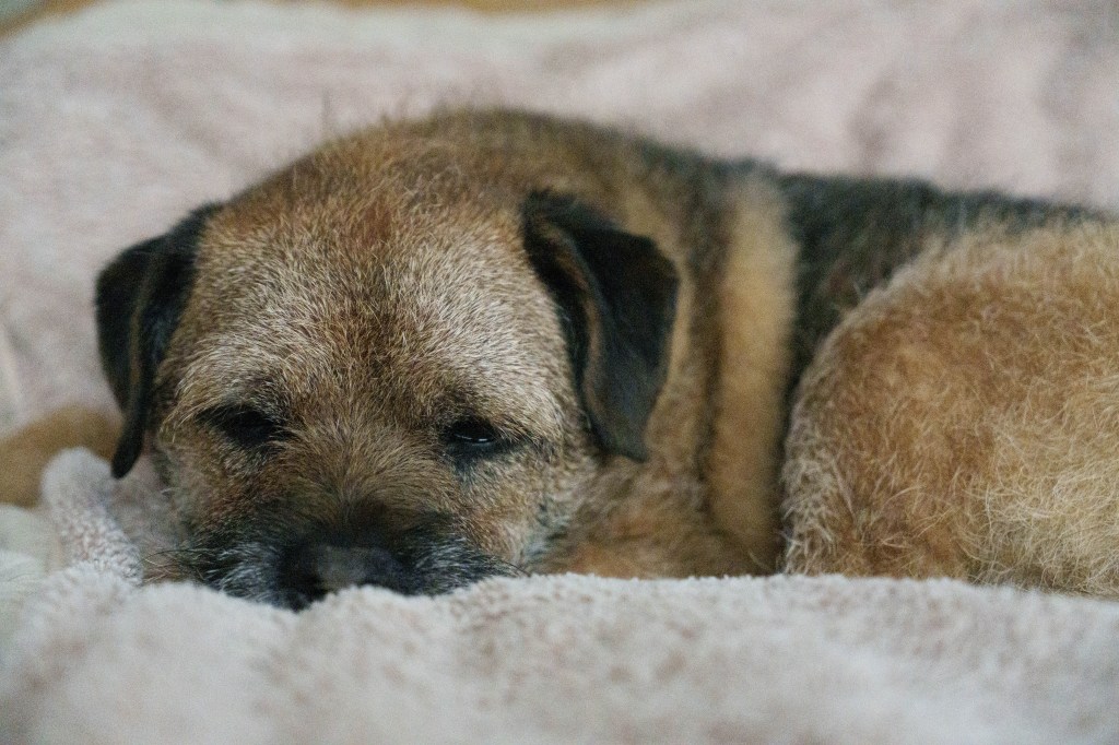 Sony default noise reduction, dog