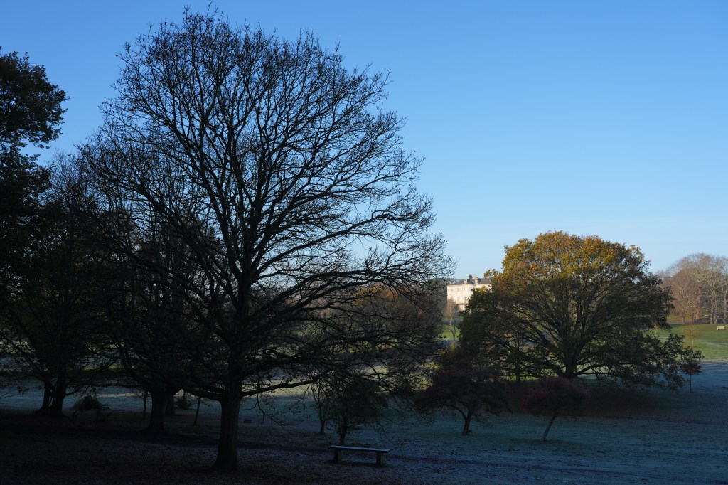 Sony A7 V frosty landscape sample image