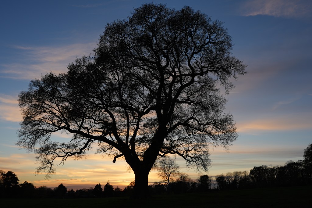 Sony A7 V tree at sunset sample image