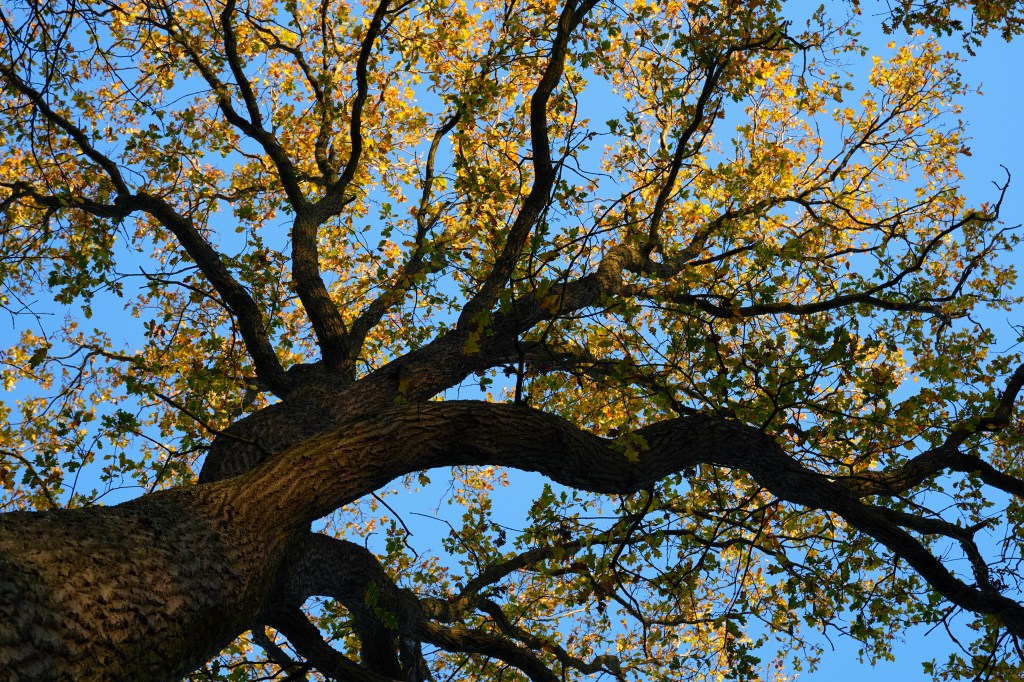 Sony A7 V autumn tree sample image.