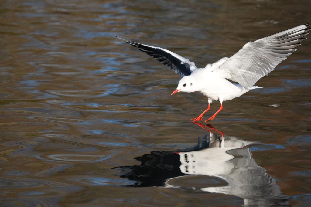 Sony A7 V gull touchdown sample image, 24MP crop