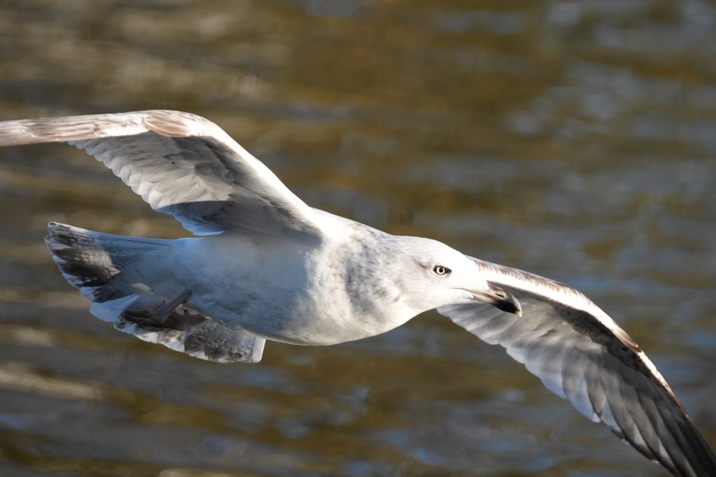Sony A7 V gull in flight sample image, APS-C crop mode