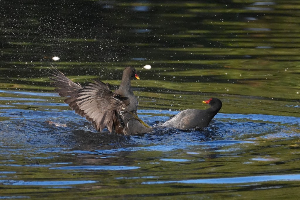 Sony A7 V fighting moorhens sample image, 8.2MP crop. Image credit: Andy Westlake