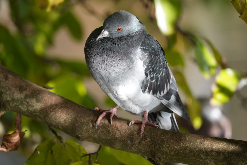 Sony A7 V pigeon sample image