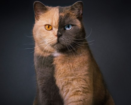 British shorthair, Domino, has a rare genetic mutation that causes her split-face. Image Credit: Tim Flach