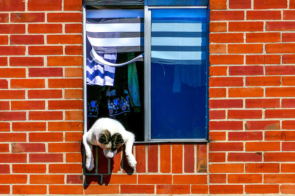dog leaning out of a window